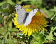24th Mar 2015 - First butterfly of the season