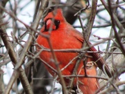 18th Mar 2015 - Cardinal