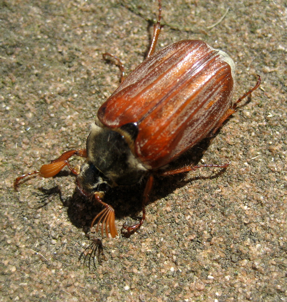 cockchafer by steveandkerry