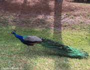 23rd Mar 2015 - Peacock