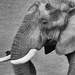 Elephant by leonbuys83