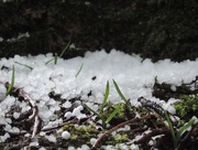 24th Mar 2015 - Hailstones