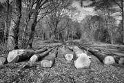 24th Mar 2015 - Last of the Logs