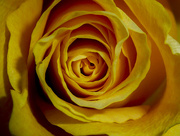 24th Mar 2015 - Yellow Rose