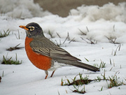 24th Mar 2015 - I Saw a Robin flying in the Snow