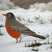 I Saw a Robin flying in the Snow by rminer
