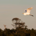 Egret flying by shesnapped
