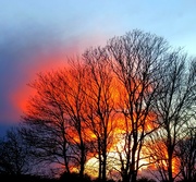 24th Mar 2015 - Trees on fire 