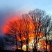 Trees on fire  by countrylassie