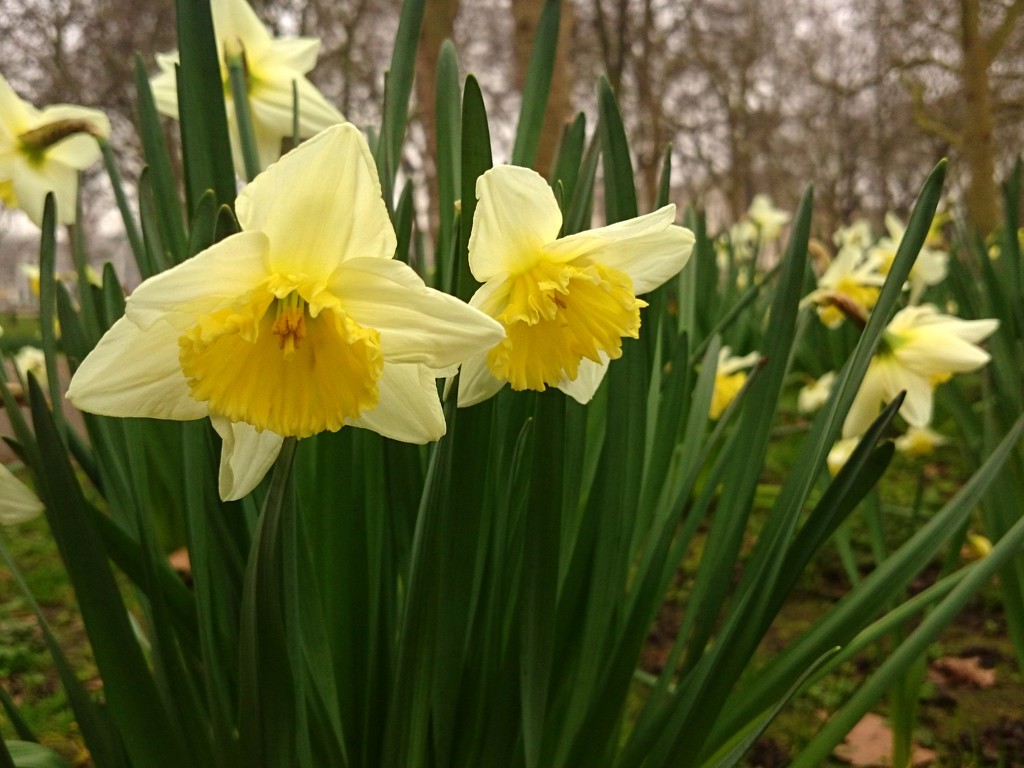 Daffodils by boxplayer
