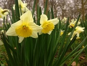 20th Mar 2015 - Daffodils