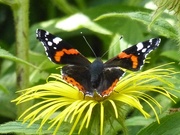 22nd Mar 2015 - Red Admiral