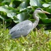 Grey Heron at Dingle Gardens. by susiemc