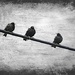 3 Birds on a Wire by mhei