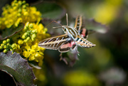 24th Mar 2015 - White-lined Sphinx