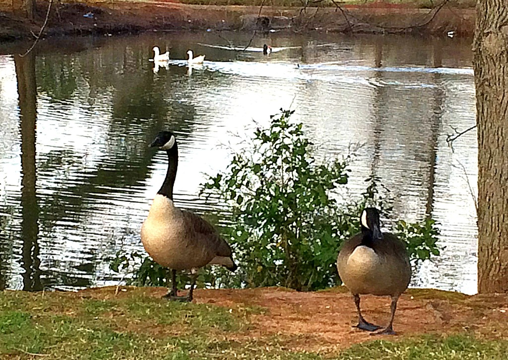 Two geese between me and the ducks on the pond! by homeschoolmom