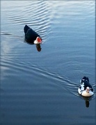 25th Mar 2015 - Mr. and Mrs. Muscovy Duck!