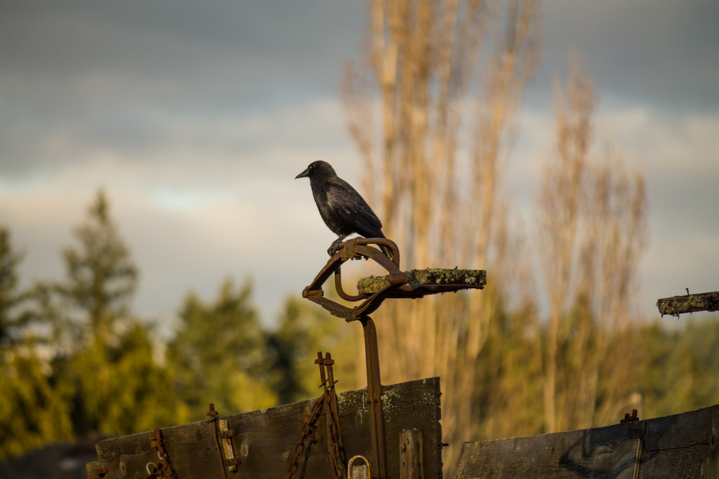 Crow  by jankoos
