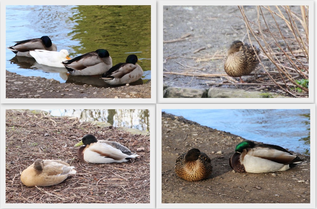 Resting Ducks by oldjosh