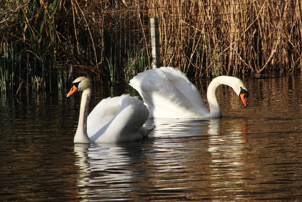 Swans by oldjosh