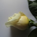 Rose for Richard III by alia_801