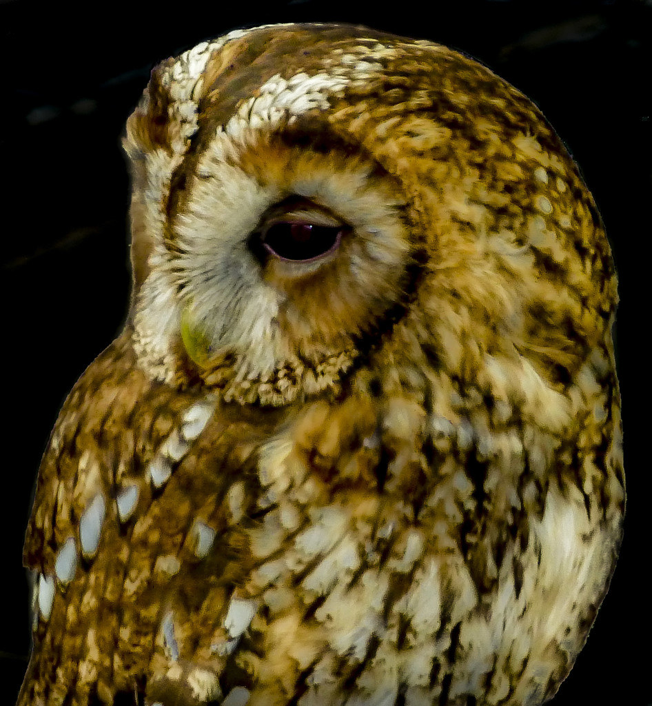 Owl by tonygig