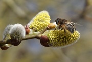 25th Mar 2015 - early bee and willow 