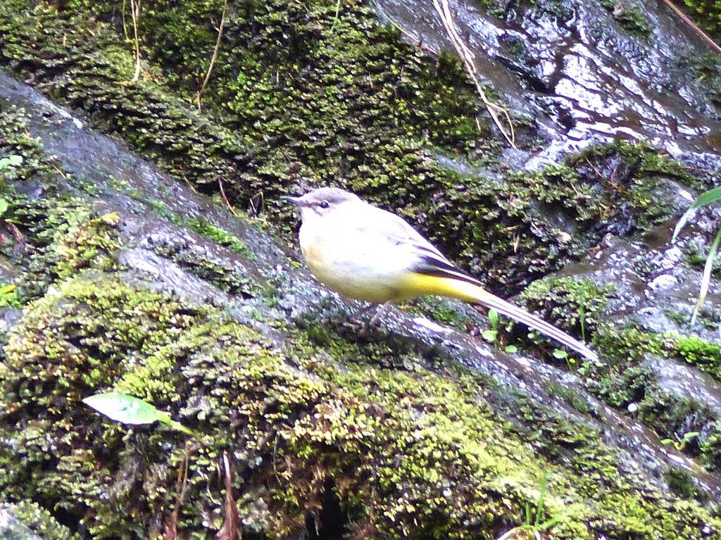 Grey Wagtail  by susiemc