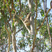 Avascratch! by koalagardens