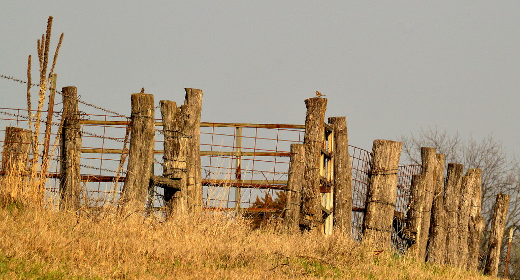 Little Bird, Big Fence by kareenking