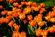 24th Mar 2015 - Tulips on fire (for my "other" album)