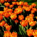 Tulips on fire (for my "other" album) by vera365