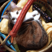 18th Mar 2015 - My Knitting Basket