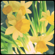 24th Mar 2015 - The Jonquils Are In Bloom