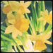 The Jonquils Are In Bloom by yogiw