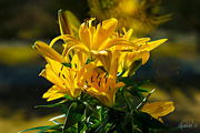 25th Mar 2015 - Yellow Lily