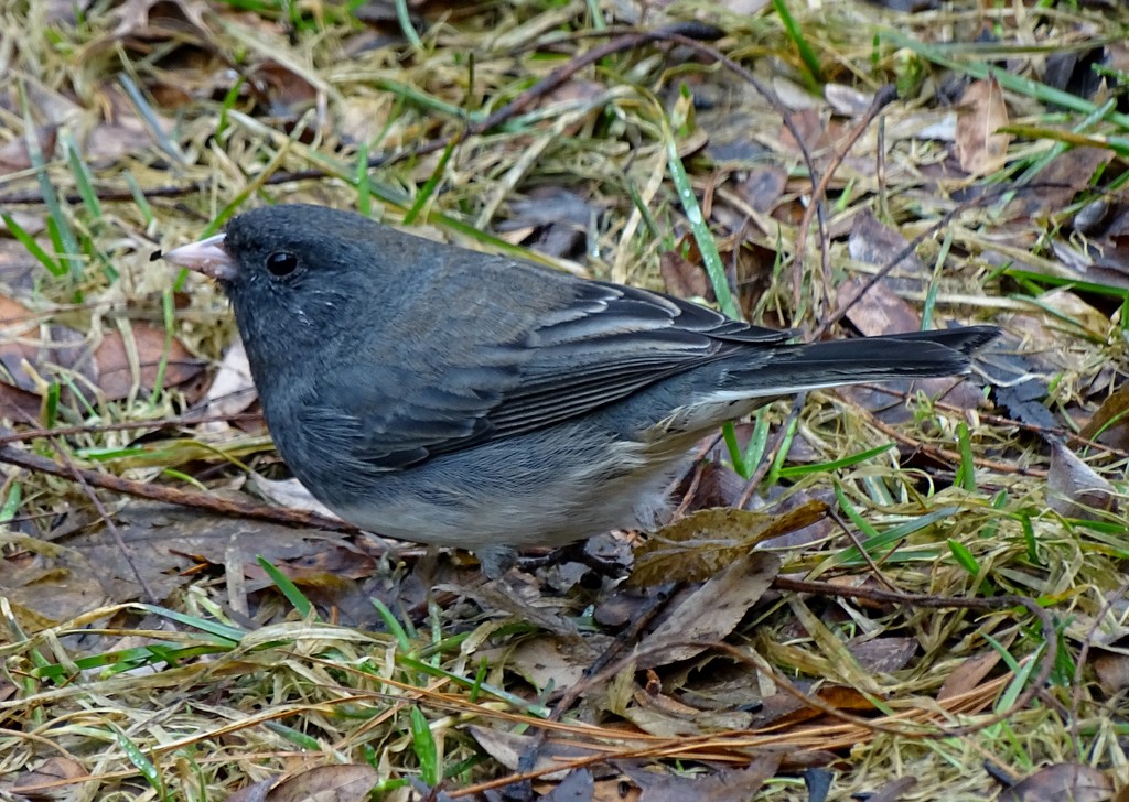 The Juncos are still here by annepann