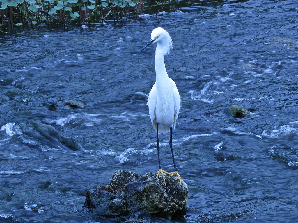 Snowy Egret by rob257