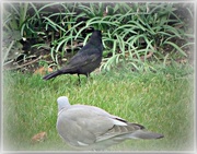 24th Mar 2015 - Blackbird and pigeon !