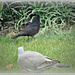 Blackbird and pigeon ! by beryl