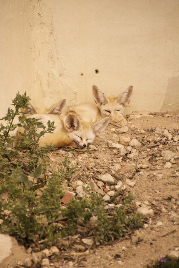 Fennec foxes by susale