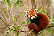 25th Mar 2015 - Red Panda