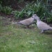 25 March 2015, a pair of ring collared doves, regular visitors to my garden by lavenderhouse