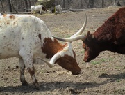 25th Mar 2015 - Longhorn Cattle