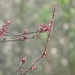Cherry tree buds by roachling