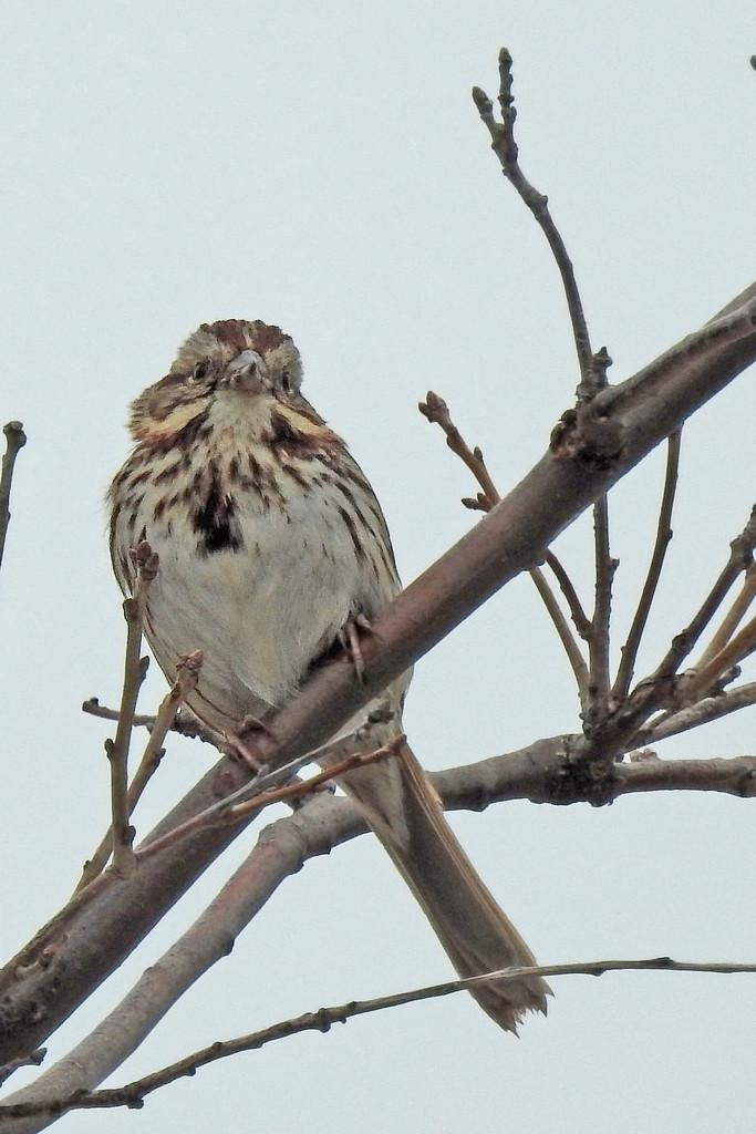 Song Sparrow Epaulet by rminer