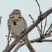 Song Sparrow Epaulet by rminer