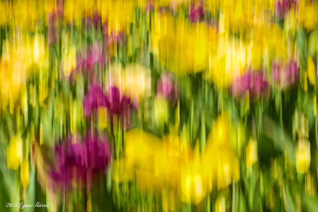 Blurred Tulips by lynne5477