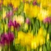Blurred Tulips by lynne5477