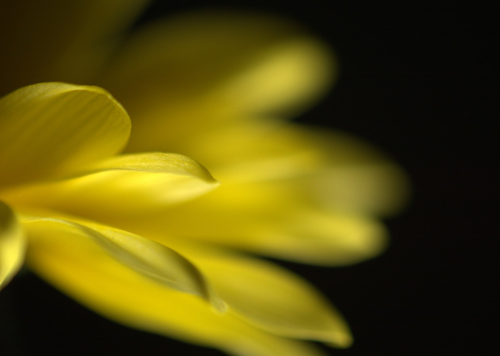 Yellow on black by jayberg